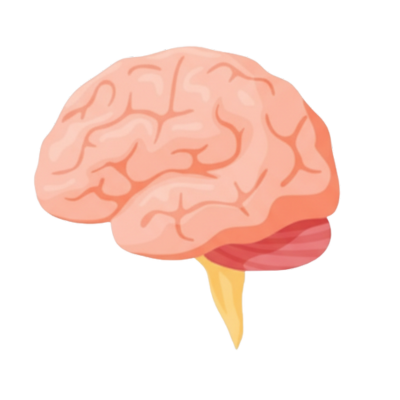 Brain