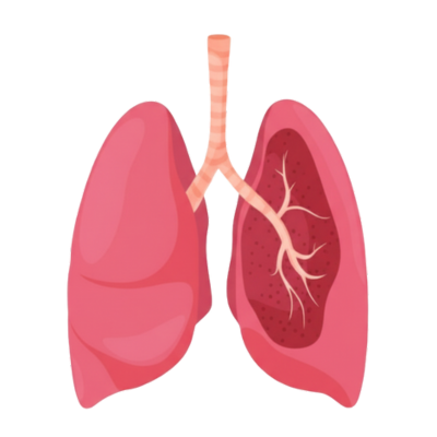 Lungs