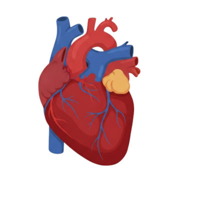Heart