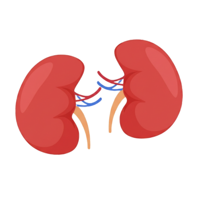 Kidney