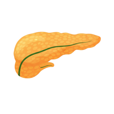 Pancreas