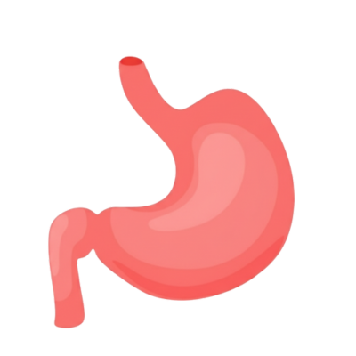 stomach 