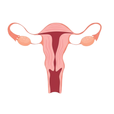 Female Reproductive System